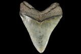 Fossil Megalodon Tooth - South Carolina #92700-2